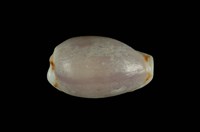 藏品(梨皮寶螺)的圖片